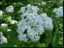 Sorbus aucuparia