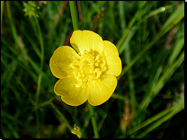 Ranunculus acris