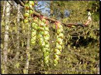 Carpinus betulus