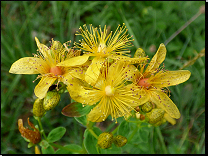 Hypericum maculatum