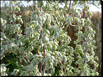 Artemisia vulgaris