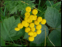 Tanacetum vulgare