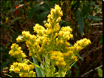 Solidago gigantea