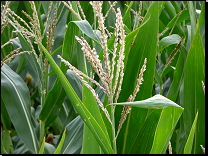 Zea mays