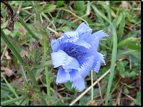 Cichorium intybus