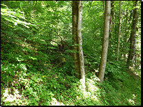 4B4 bohatá javorová bučina na hřbetních plošinách a svazích<br>