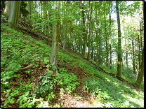 4B9 bohatá svahová bučina na příkrých svazích<br>
