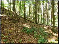 4B9 bohatá svahová bučina na příkrých svazích<br>