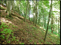 4B9 bohatá svahová bučina na příkrých svazích<br>