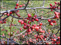 <br>Chaenomeles x superba (hybrid Ch.speciosa x Ch.japonica)<br>