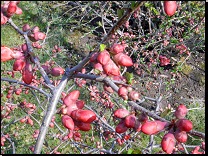 <br>Chaenomeles x superba (hybrid Ch.speciosa x Ch.japonica)<br>