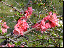 <br>Chaenomeles x superba (hybrid Ch.speciosa x Ch.japonica)<br>