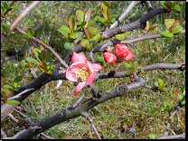 <br>Chaenomeles x superba (hybrid Ch.speciosa x Ch.japonica)<br>