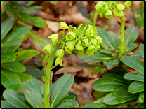 Euphorbia amygdaloides ssp. robbiae / původ Turecko<br>