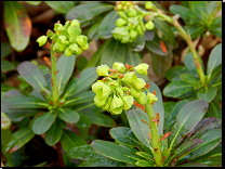 Euphorbia amygdaloides ssp. robbiae / původ Turecko<br>