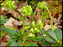 Euphorbia amygdaloides ssp. robbiae / původ Turecko<br>