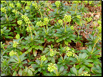 Euphorbia amygdaloides ssp. robbiae / původ Turecko<br>