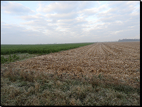 Řepařská zemědělská výrobní oblast